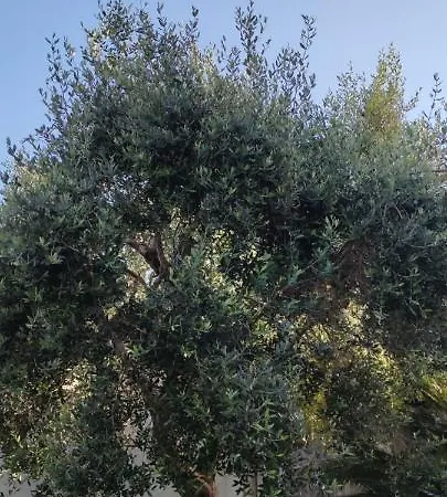 Bed & Breakfast La Bella Dimora *